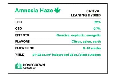 Amnesia Haze strain information