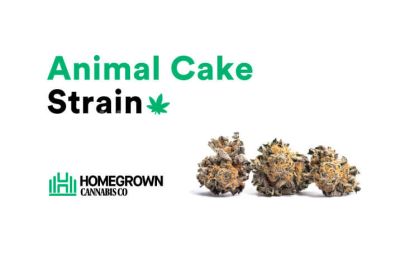 Animal Cake strain