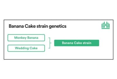 Banana Cake Strain Genetics