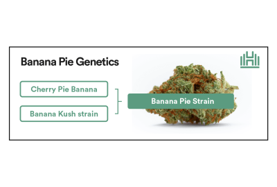 Banana Pie Strain Genetics