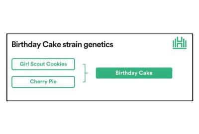 Birthday Cake Strain Genetics