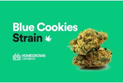 Blue Cookies strain