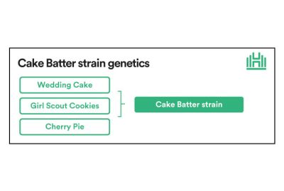 Cake Batter strain genetics