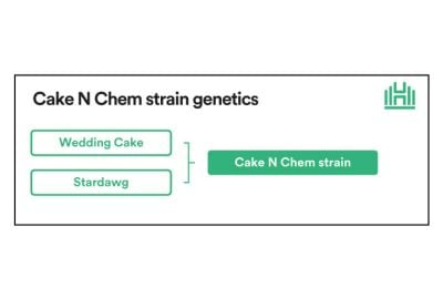 Cake N Chem Strain genetics