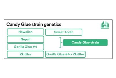 Candy Glue Strain genetics