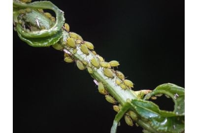 Cannabis Root Aphids