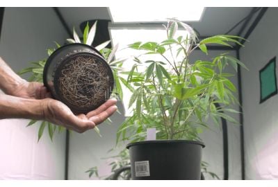 Cannabis roots in a pot