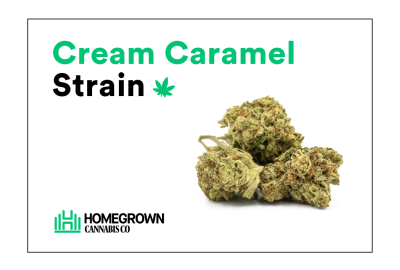 Cream Caramel strain
