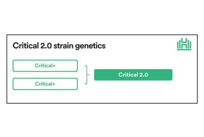 Critical 2.0 strain genetics
