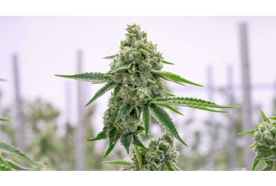 marijuana plant hormones homegrown