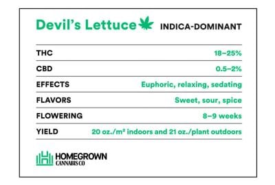 Devil’s-Lettuce strain info