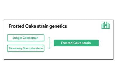Frosted Cake Strain Genetics