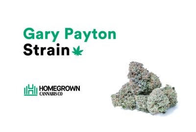 Gary Payton Strain