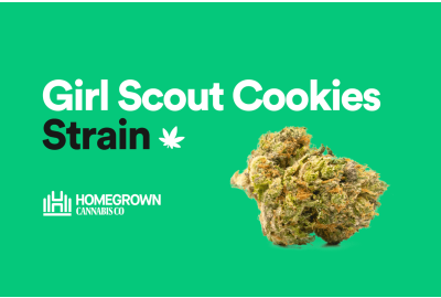 Girl Scout Cookies Strain