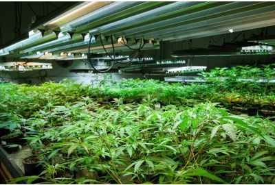 Top 10 Strains To Grow In a Greenhouse