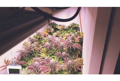 Growing Weed in a Closet