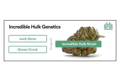 Incredible Hulk Strain Genetics