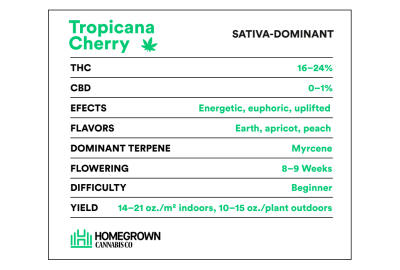 Tropicana Cherry Strain Info