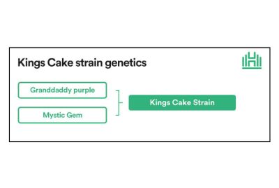 Kings Cake strain genetics