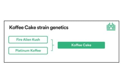 Koffee Cake Strain Genetics