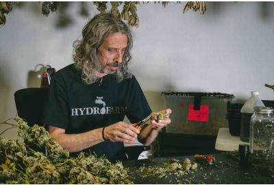 Kyle Kushman Drying and Curing Weed