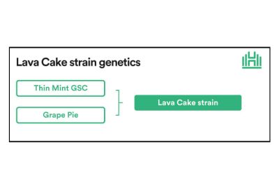Lava Cake Strain Genetics