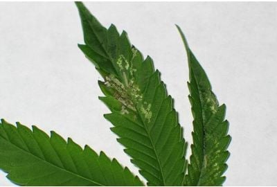 leaf miner on cannabis