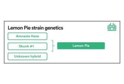 Lemon Pie Strain genetics