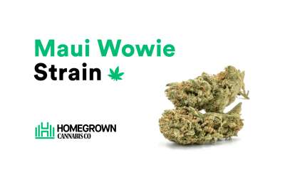 Maui Wowie strain
