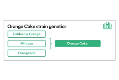 Orange Cake Strain genetics