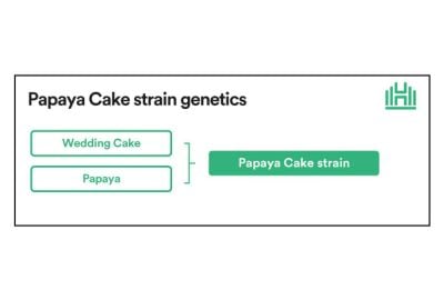 Papaya Cake Strain genetics