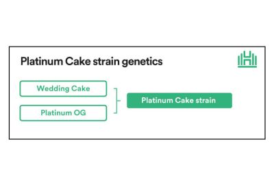 Platinum Cake Strain Genetics