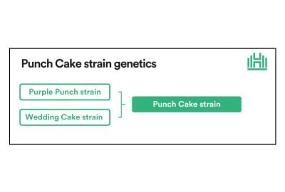 Punch Cake Strain Genetics