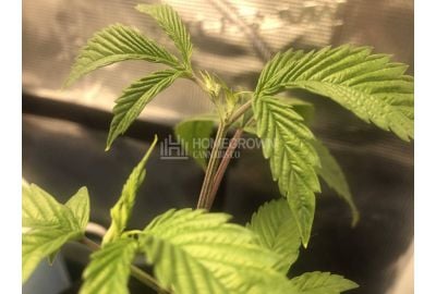 Purple Stems on Cannabis Plants