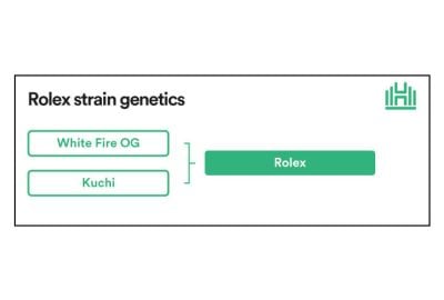 Rolex Strain genetics