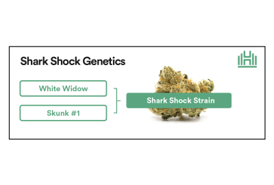 Shark Shock Strain Genetics