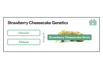 Strawberry Cheescake Strain Genetics