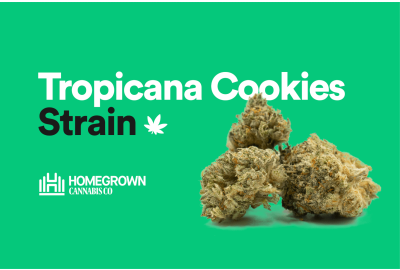 Tropicana Cookies strain