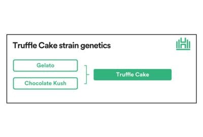 Truffle Cake strain genetics