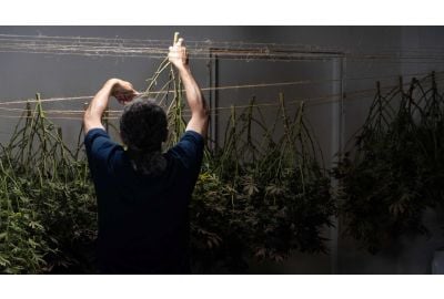 When to Harvest Cannabis