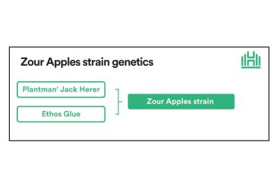 Zour Apples Strain Genetics