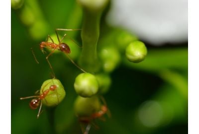 Are Ants Attracted To Weed?