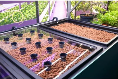 How to set up a cannabis aquaponic system