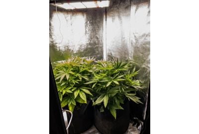 best grow tent for weed