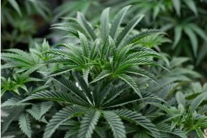 Cannabis plant mutations