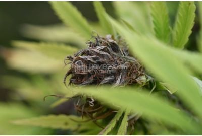 Cannabis bud affected by fusarium
