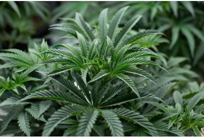 Cannabis plant mutations