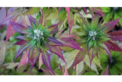 colorful weed strains