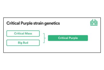 critical purple strain genetics
