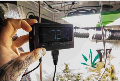 The Best Temperature for Growing Weed